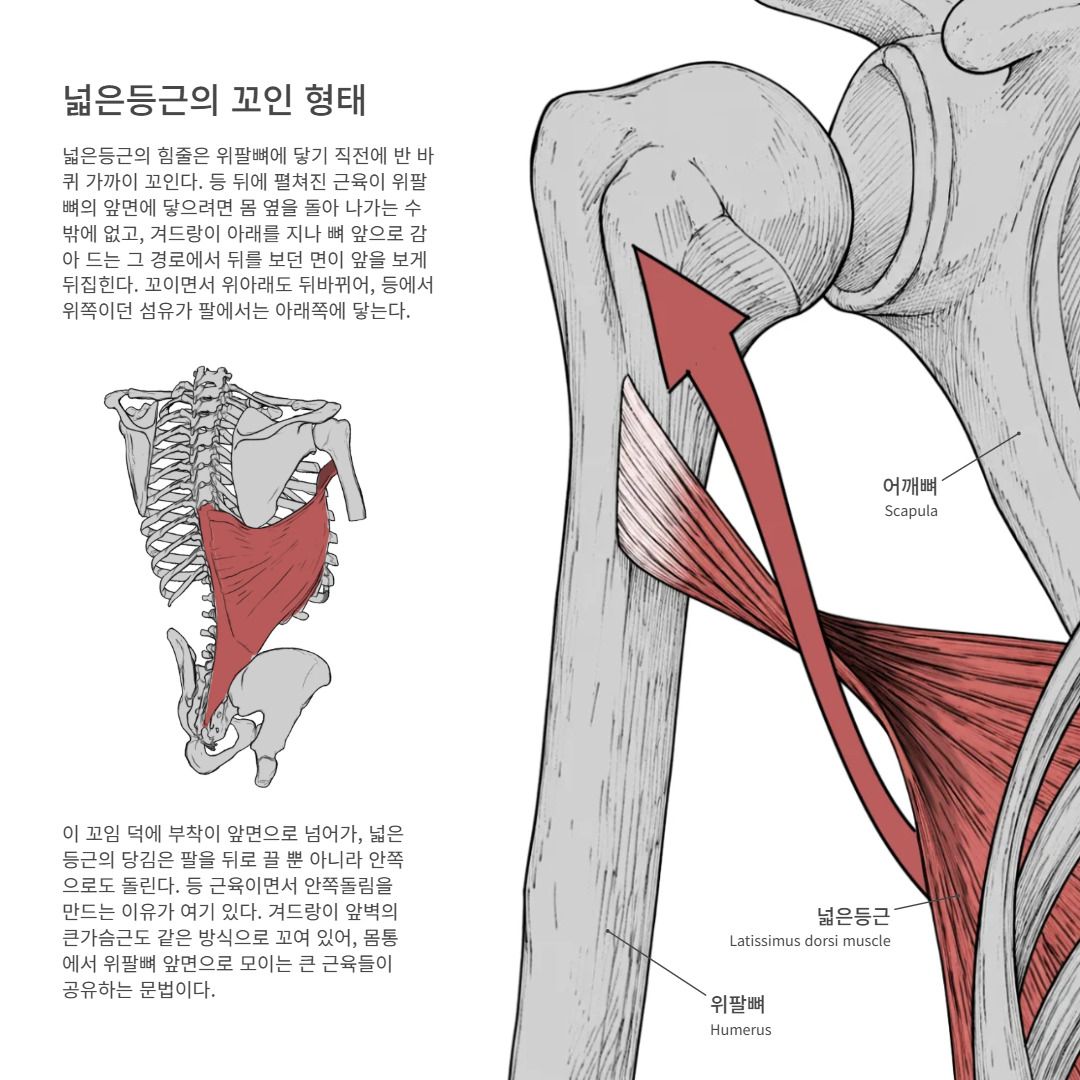 anatobase's tweet photo. 넓은등근의 힘줄은 위팔뼈에 닿기 직전에 반 ���퀴 가까이 꼬인다.

https://t.co/W8OAqZCuAT

#위팔뼈 #넓은등근 #어깨뼈 https://t.co/ouj3JJyUQb