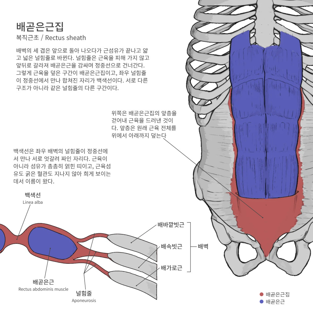 anatobase's tweet photo. 배벽의 세 겹은 앞으로 돌아 나오다��� 근섬유가 끝나고 얇고 넓은 널힘줄로 바뀐다. 널힘줄은 근육을 피해 가지 않고 앞뒤로 갈라져 배곧은근을 감싸며 정중선으로 건너간다.

https://t.co/0Y3KkyF88b

#배곧은근집 #배바깥빗근 #배속빗근 https://t.co/VYN1eyjA75