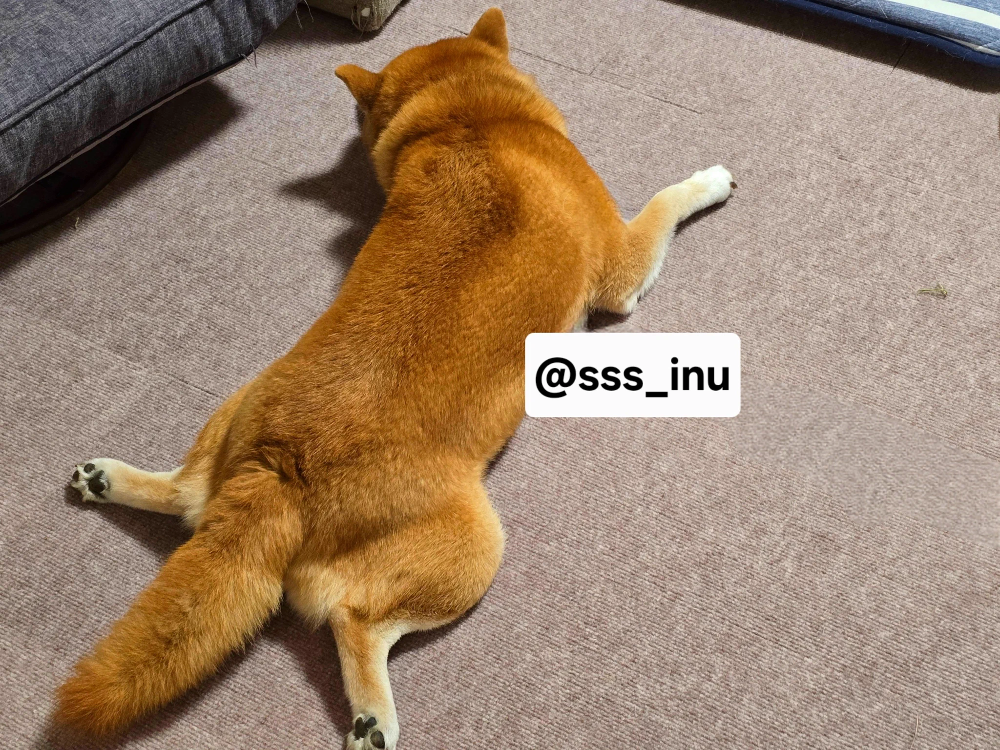 犬 (@sss_inu) / X