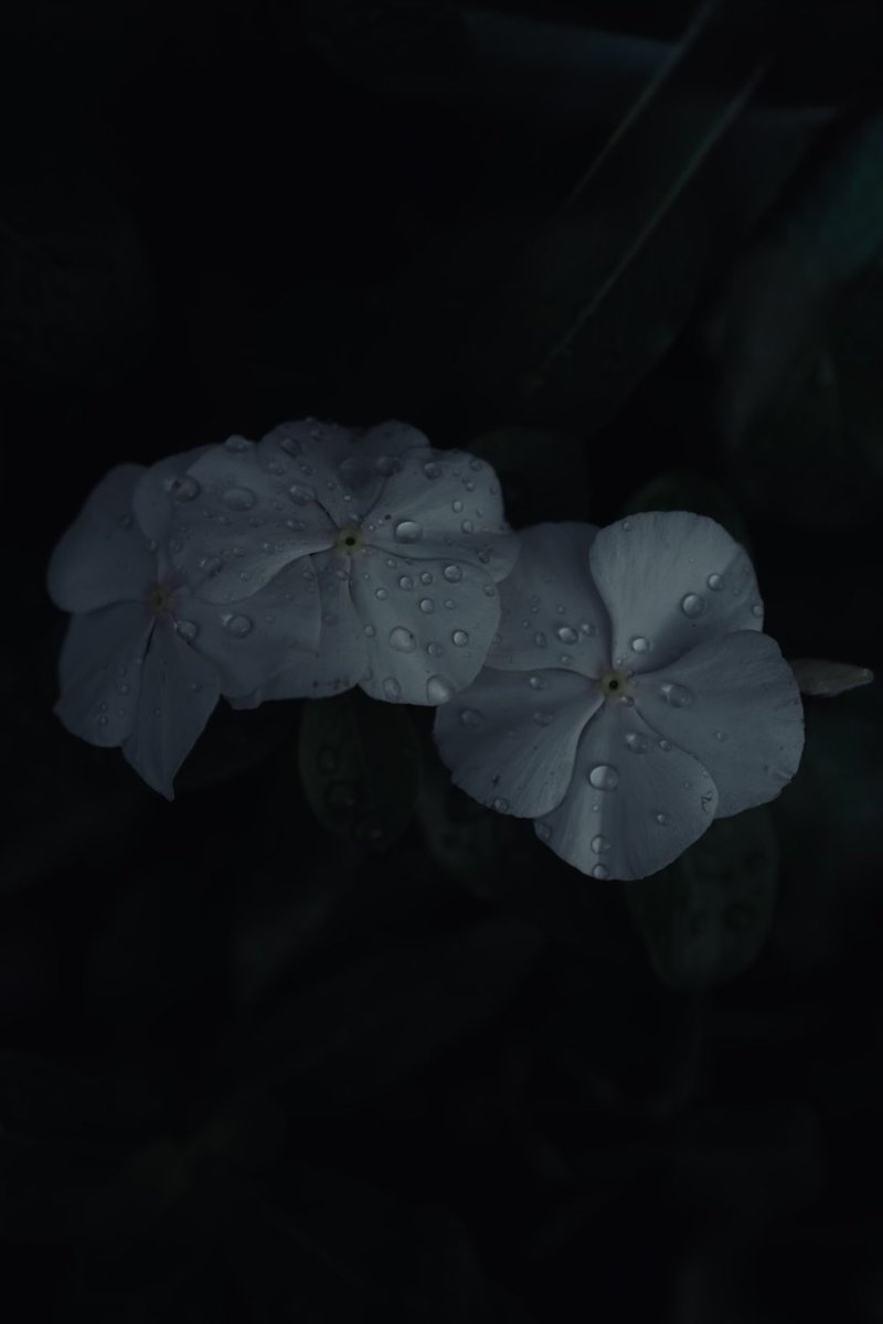 Rei0AM's tweet photo. https://t.co/4bJrecxDku