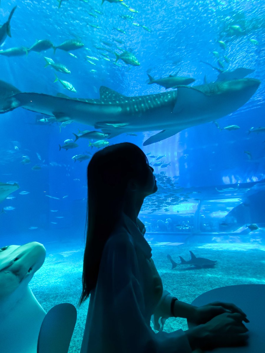 _harunoyuki_'s tweet photo. ひとり沖縄旅🌴🌺
さも他撮りみたいな感じで撮ってるけどぜーんぶ自撮り棒を駆使😂
⁡
海の生き物だいすきだから美ら海水族館にも久しぶりに行って
カフェの有料席も確保しジンベイとのツーショも叶いました🥲💗
とっても幸せすぎるひと時でしたー✨️ https://t.co/EFM3uVVlN6