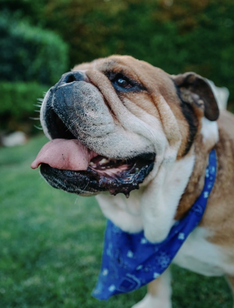 F1Cox256's tweet photo. One year today we remember Lewis Hamilton’s Bulldog ROSCOE. 
We really miss you ROSCOE. https://t.co/os2hNFrj7T