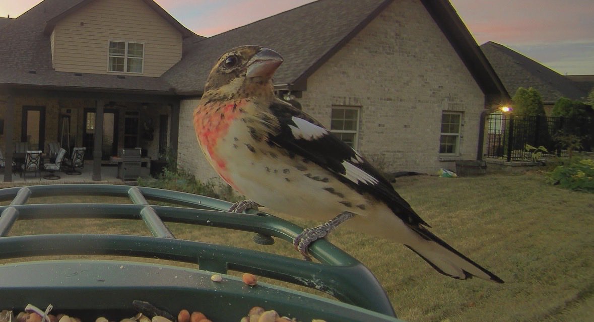 dan_back's tweet photo. We got a new visitor and he’s just showing off. Still a #birdguy https://t.co/2kvMplehBm
