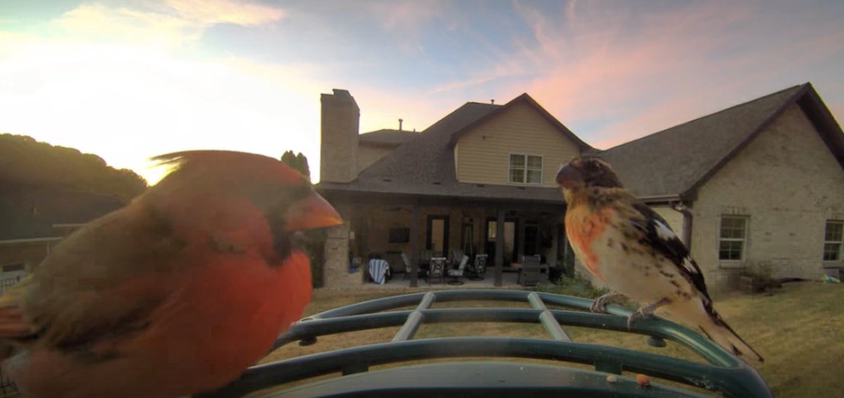 dan_back's tweet photo. We got a new visitor and he’s just showing off. Still a #birdguy https://t.co/2kvMplehBm