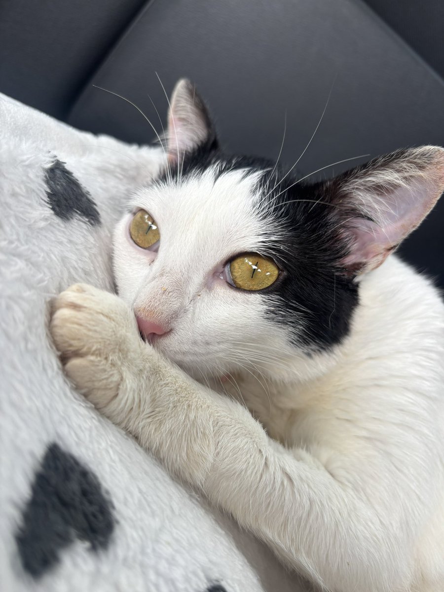 sonzapetsch's tweet photo. Fiz um vídeo falando sobre gente, não dá pra escrever tudo em um tweet 🥲 to aceitando opiniões de vet daqui também https://t.co/K1wo2flADt