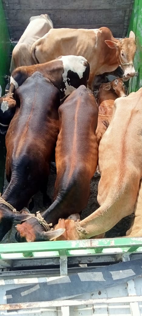 himantabiswa's tweet photo. Looks like the cattle smugglers’ GPS is still not working. 

@chirangpolice intercepted 6 vehicles carrying 51 cattle in Chirang and detained 10 persons. Another 52 cattle were recovered in separate operations across Dhubri, Fakirganj, Sapatgram and Salkocha by @Dhubri_Police.

A total of 103 cattle have been saved from the clutches of the cattle mafia.