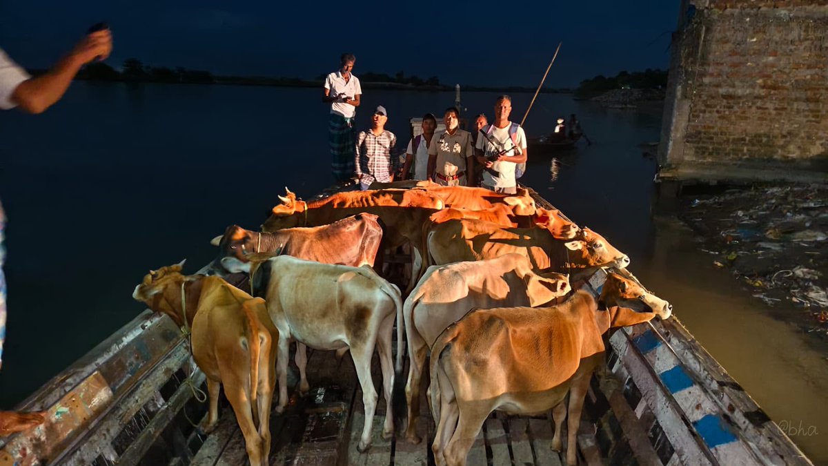 himantabiswa's tweet photo. Looks like the cattle smugglers’ GPS is still not working. 

@chirangpolice intercepted 6 vehicles carrying 51 cattle in Chirang and detained 10 persons. Another 52 cattle were recovered in separate operations across Dhubri, Fakirganj, Sapatgram and Salkocha by @Dhubri_Police.

A total of 103 cattle have been saved from the clutches of the cattle mafia.