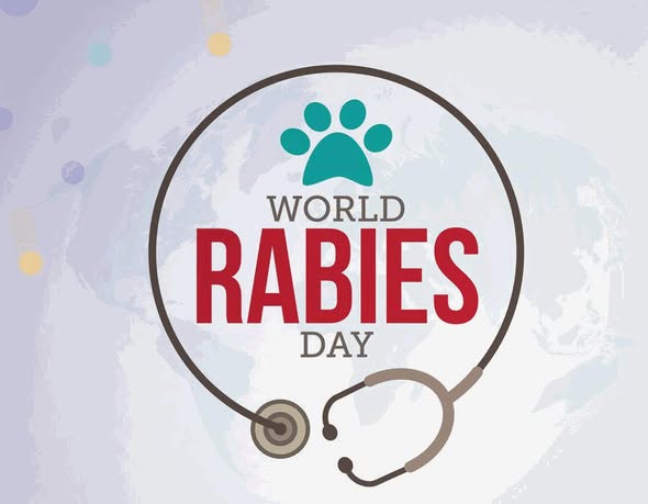 ShelbyHealth's tweet photo. An infected animal can spread rabies to humans and other animals through bites, scratches,or oral secretions.If the animal that bit you was not your pet, ask the owner for proof the animal is up to date on their rabies vaccination. If you can do so safely,capture the animal. https://t.co/wL59vQUGAt