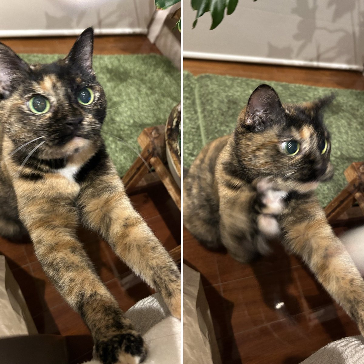 P_caroto's tweet photo. 頑張ってる
#サビ猫 https://t.co/LYzjlDx1nl
