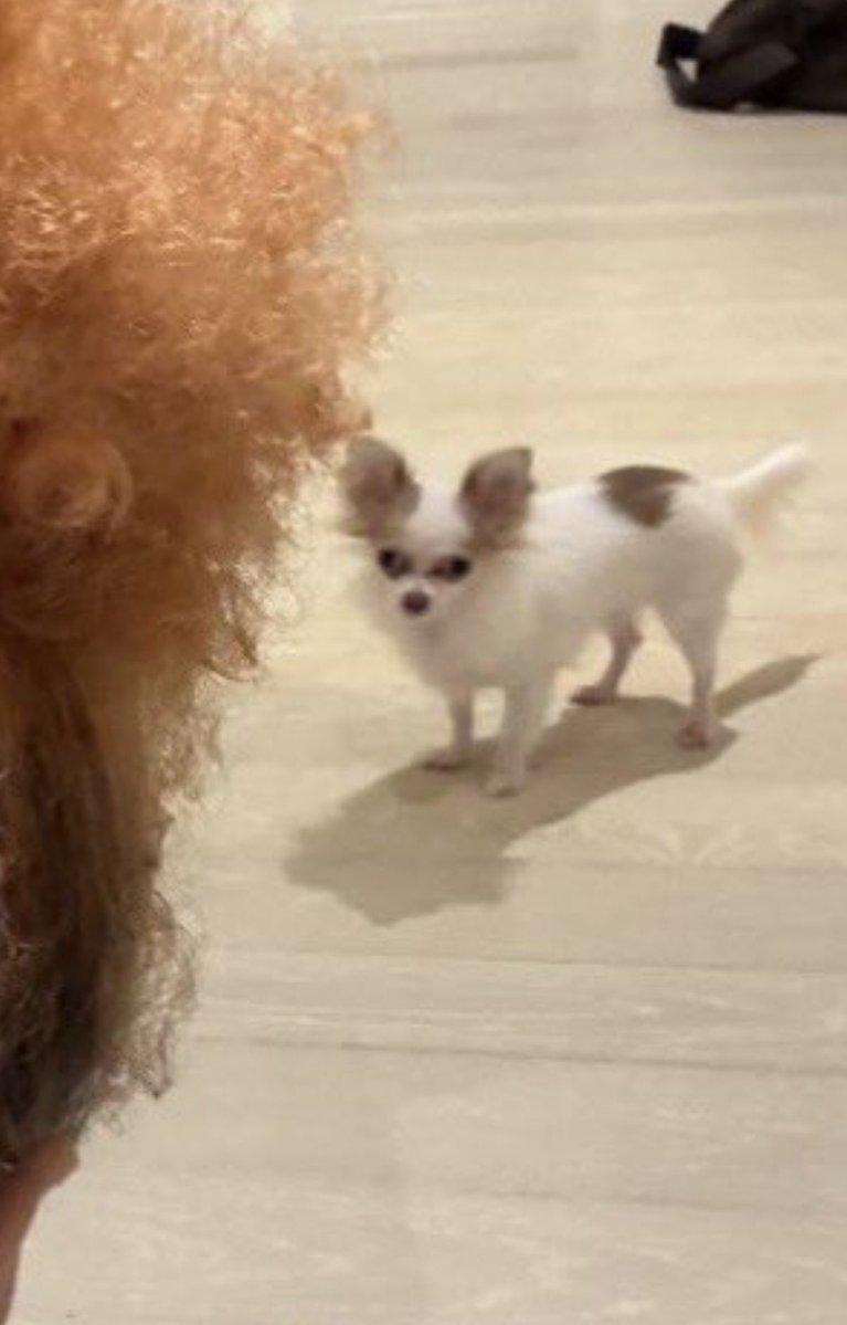 TipCityJim's tweet photo. @lcecrave Even the dog is looking everywhere but at her when she’s saying that https://t.co/2nYnpm2TzR