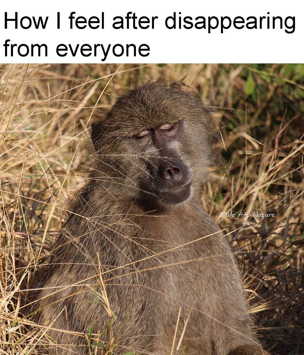 WeAreNatur3's tweet photo. Peace level: unreachable. 😌
#meme #memes #funnymeme #funnymemes #nature https://t.co/f13t5YRPIb