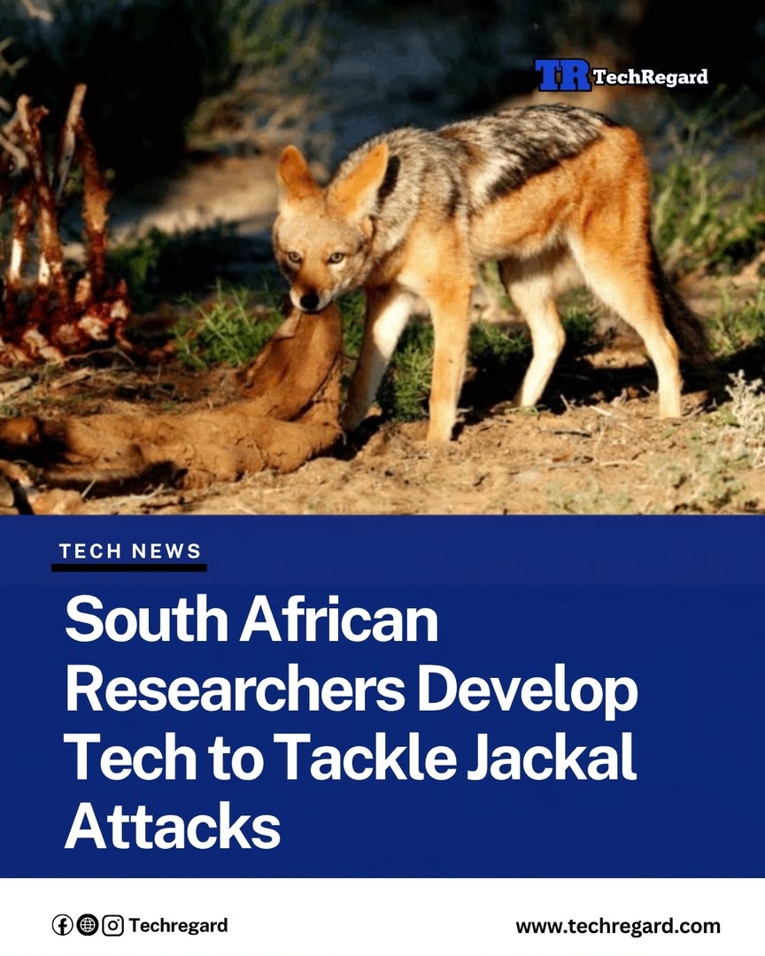 TechRegard's tweet photo. A new technology developed by researchers at Stellenbosch University could help South African farmers tackle the growing threat of black-backed jackals preying on sheep and other livestock.

The technology uses cameras and environmental sensors to remotely monitor jackal movements and behaviour, giving farmers, ecologists and wildlife researchers more information about how the predators hunt.

Black-backed jackals have become a major challenge for small-scale and emerging livestock farmers in parts of South Africa, with attacks causing financial losses and adding pressure to farmers who depend on their animals for their livelihoods.

Click the Link to read the full report 

https://t.co/wlr6sXY5pr