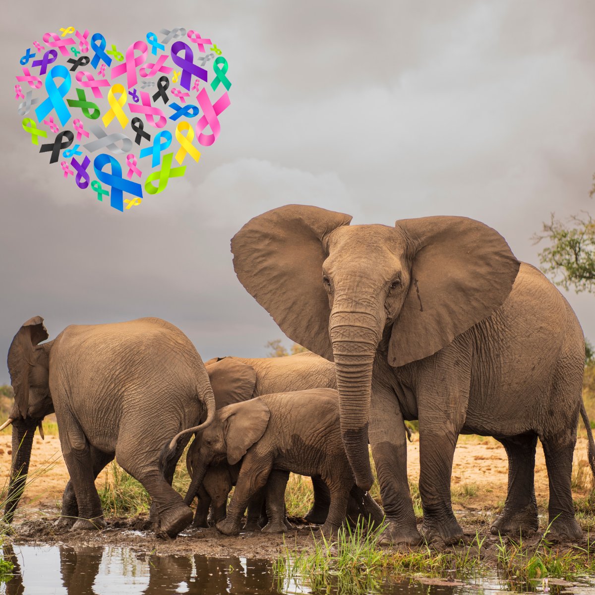 EvolutionVU's tweet photo. Elephants are huge, live for decades, and have way more cells that could theoretically turn cancerous, yet they get cancer less often. The likely reason: elephants carry ~20 copies of the p53 tumor-suppressor gene, vs our 1 copy, giving their cells a stronger built-in defense. https://t.co/I83lEnQqMH