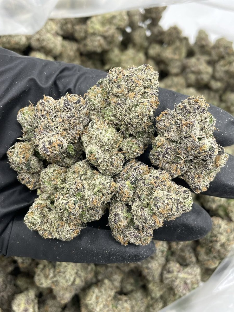 packpro___'s tweet photo. Nitro Nerdz indoors 
10/10 candy bag for the head stash 🔥 lots of color and perfectly cured with an amazing bag appeal and candy nose

$1400 P
$1350 5+
$1300 10+
$1200 25+

#CannabisCommunity
#CannabisCulture
#Cannabis
#WeedCommunity
#CannabisLife https://t.co/ZXpTBmCHdB