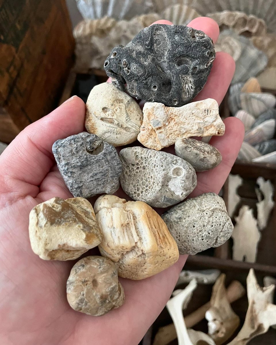 Divinax22's tweet photo. Handful of fossils from various locations along the Mid Atlantic beaches of the East Coast. I always look for them when Iโm wandering the shore. Always the rock houndโฆ.. ๐ชจ... #fossils #fossiling #fossilhunter #fossilcollector #fossilcollecting https://t.co/3gbEoCRDhU