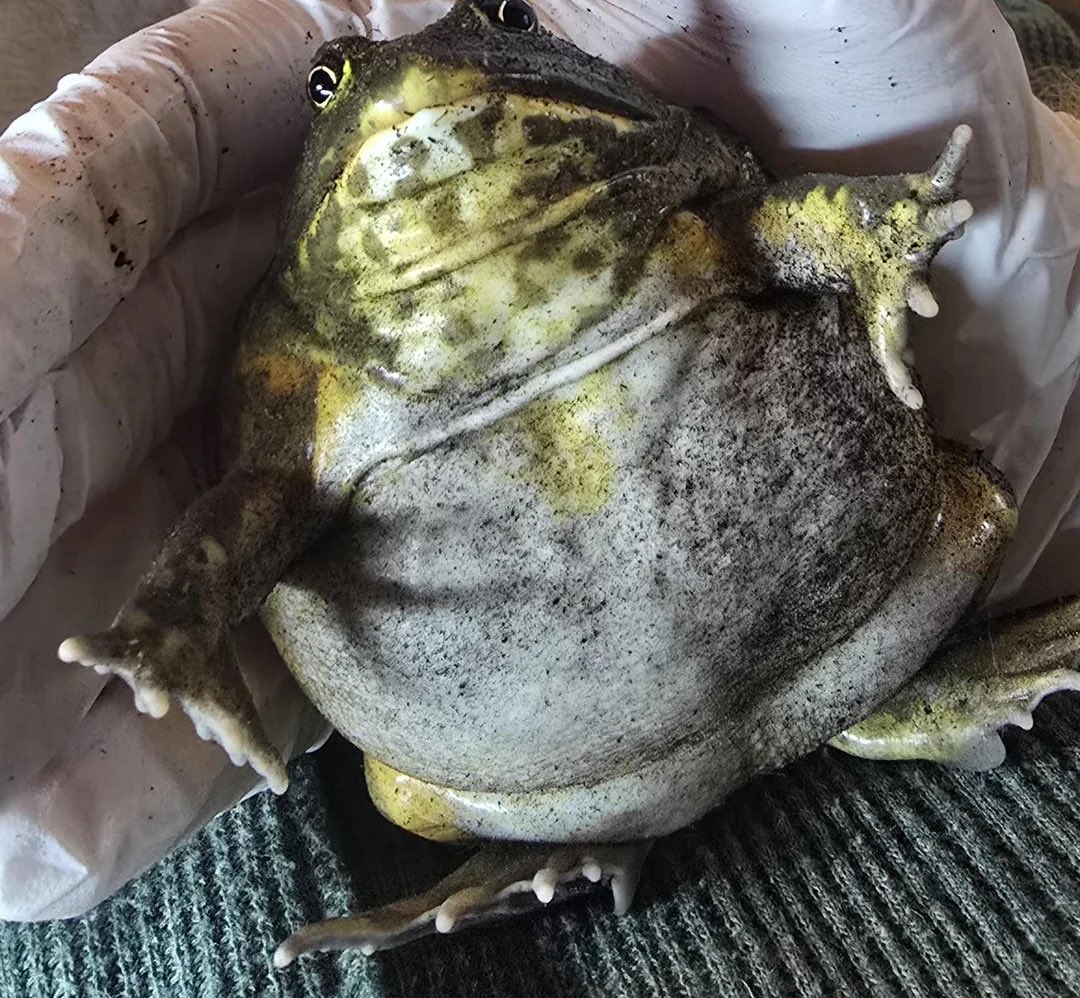 RealLifeFrog's tweet photo. If you’ve been wondering where I’ve been these past days, I have been out feasting…. https://t.co/H2m3Ncp6Hh