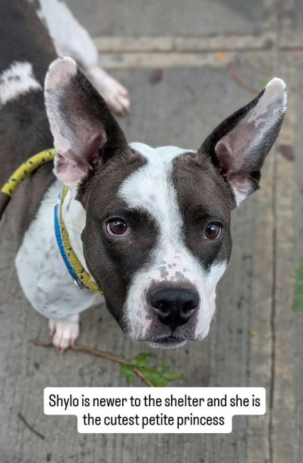 NMBewitched's tweet photo. #MondayStreetDog
Shylo
https://t.co/MTpxaS715b
#AdoptMe
Shylo survived by going porch to porch looking for handouts.
This baby girl is determined to find a home.
Shylo is a good dog
Self taught, curious & sweet
But you need to go slow, praise & treats will help her blossom.
*Loud noises do make her cry out & seek security.