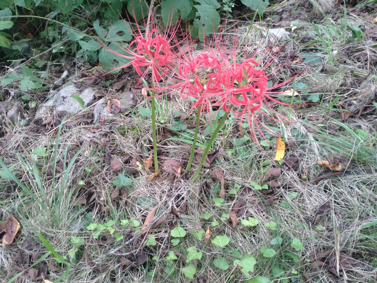 jupiter68139586's tweet photo. 例年よりも寒くなるのは早く、山も紅葉が近くなってきましたね。
休日はMazda3で山までドライブ。ドライブするにはリラックス出来て良い乗り味。
出足は亀なのは嫌って人には好まれないけど、あれがまたこの車の良さと感じるかどうかだけど。僕は好きですね。 https://t.co/WJNIzjjRsb