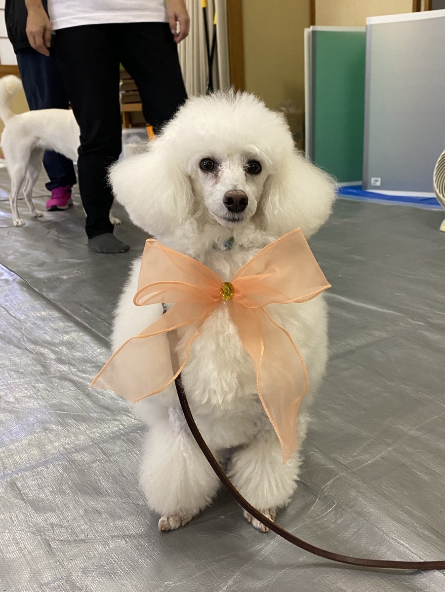 Pomelo_Chang's tweet photo. 山本央子先生の家庭犬トレーニング研修合宿に今年もブンちゃんと行ってきました！ブンちゃんはたびたびかいぬしが気になりながらも今年は他の参加者さんたちとたのしく作業ができたようで大変ほっとしました😌かい主もブンちゃんを気にせず他の犬さんたちとたくさん実習できました！ https://t.co/togqIDm92a