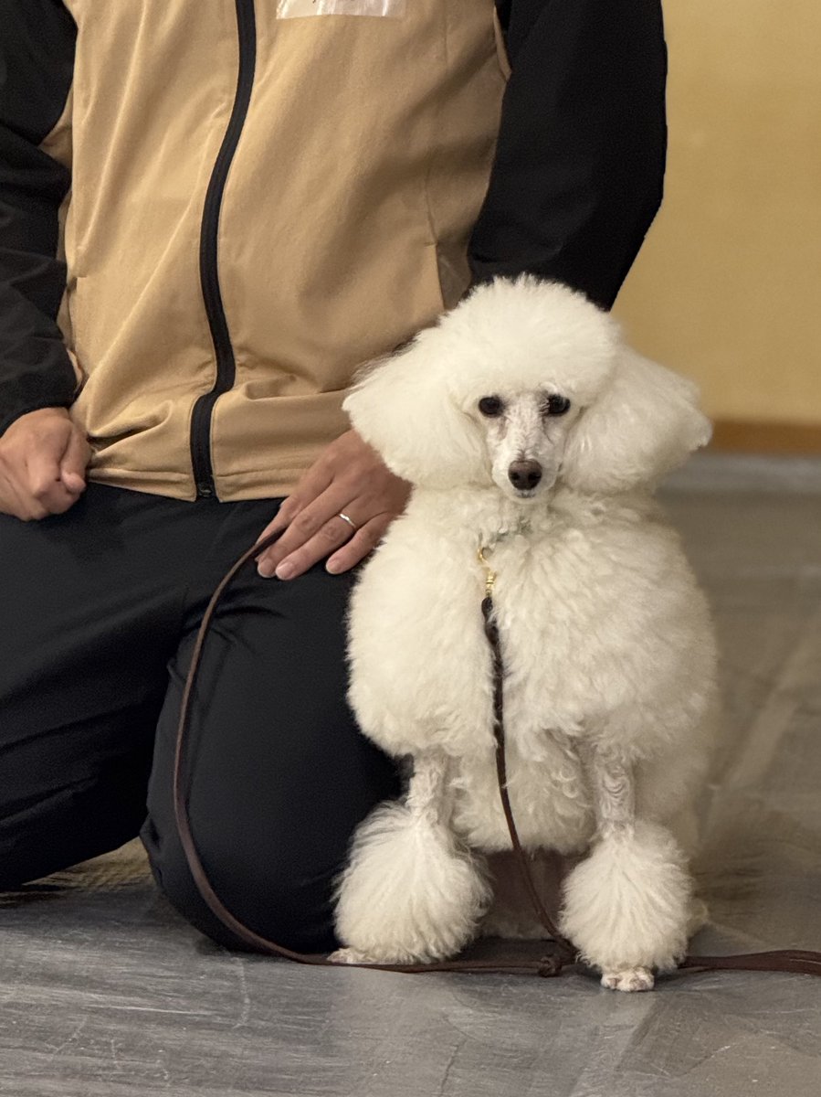 Pomelo_Chang's tweet photo. 山本央子先生の家庭犬トレーニング研修合宿に今年もブンちゃんと行ってきました！ブンちゃんはたびたびかいぬしが気になりながらも今年は他の参加者さんたちとたのしく作業ができたようで大変ほっとしました😌かい主もブンちゃんを気にせず他の犬さんたちとたくさん実習できました！ https://t.co/togqIDm92a