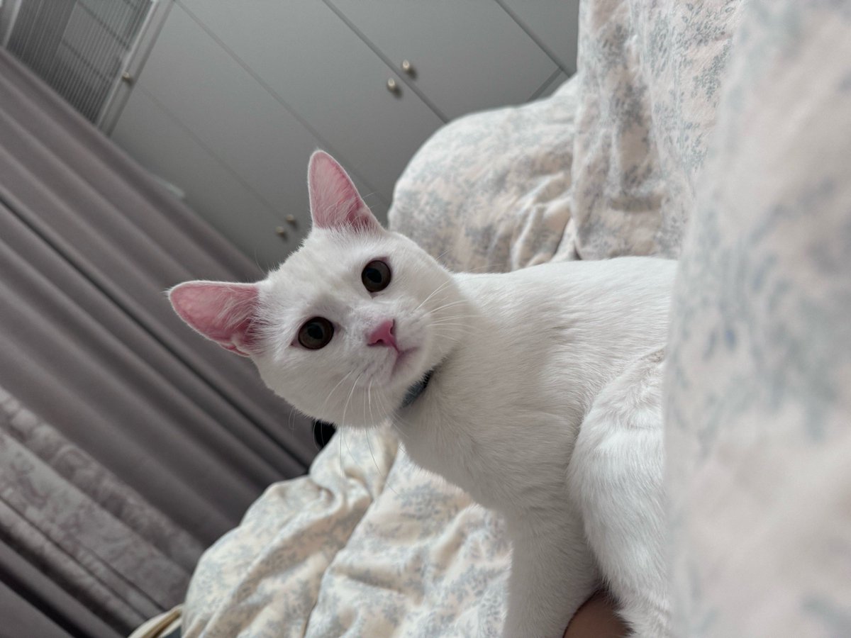 l_oodman_62_9f3's tweet photo. When I tried to use the office printer, it spit out 3 cat photos instead of my report—turns out the intern saved her cat's pics as the same filename. Chaos, but now we have cute printer backups.， https://t.co/xBDMyUEodT