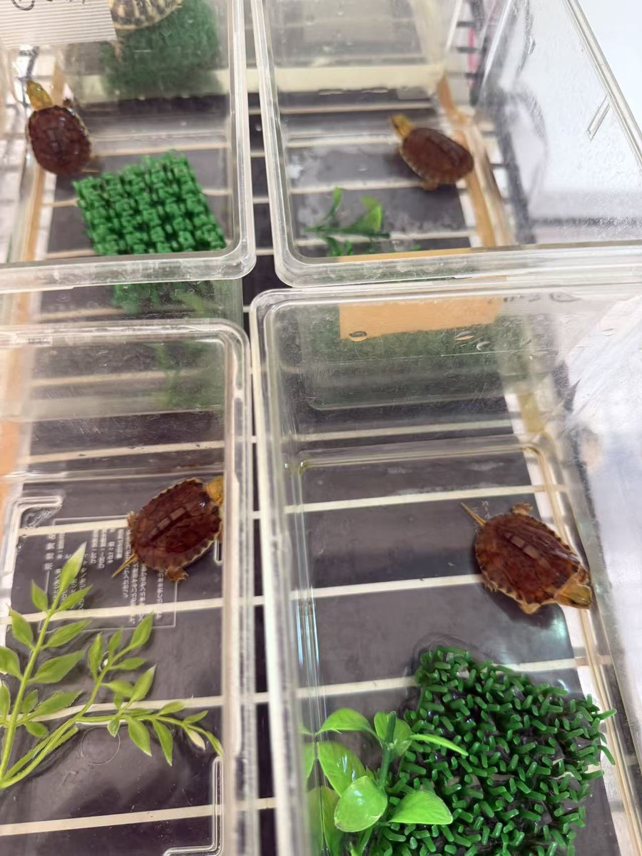 ReptileWanted's tweet photo. マッコードハコガメのベビーたち、無事に水場デビューしました🐢

順調に育っていますので、HBMととんぶりで販売予定です。
会場でぜひ実物をご覧いただければと思います。😊

#マッコードハコガメ
#HBM
#とんぶり https://t.co/DddRsSgThj