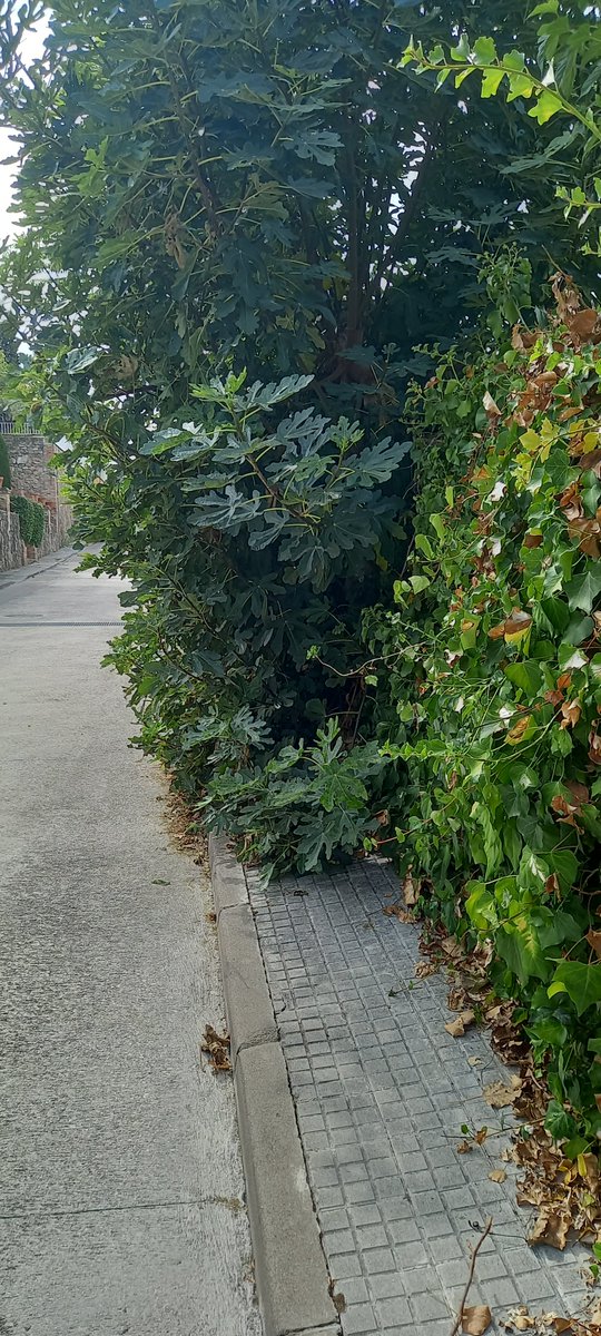 perecat14's tweet photo. La Gelidaflorida# no hauria de ser això, oi? https://t.co/x0qd1p8ynS