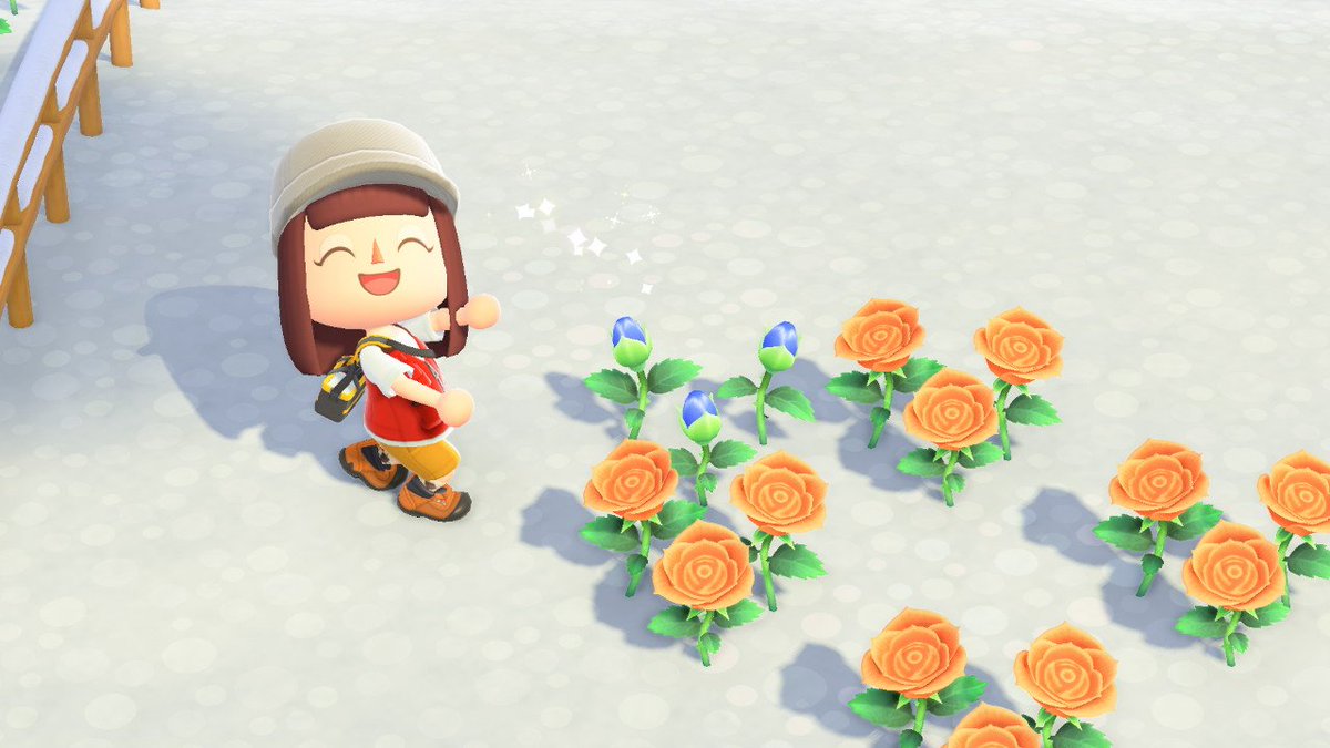 igelstelung33's tweet photo. 見ーてー！！
やっと咲いたよ！青い🟦薔薇！！🌹
長かった！！！😭✨ https://t.co/YvLpV8C8W5