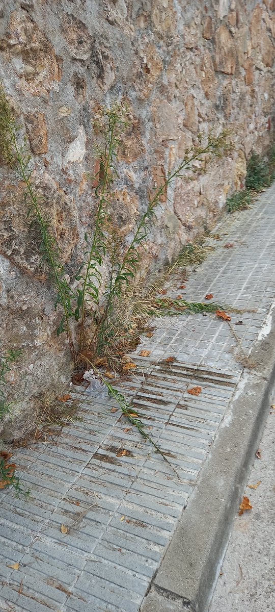 perecat14's tweet photo. La Gelidaflorida# no hauria de ser això, oi? https://t.co/x0qd1p8ynS