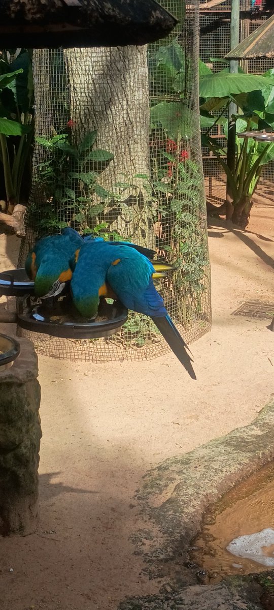 ImTuAr's tweet photo. Amigxs! Les quiero contar de mi viaje a lxs cataratas del Iguazú!!! Estoy muy contentx https://t.co/YfhR7pPOTt