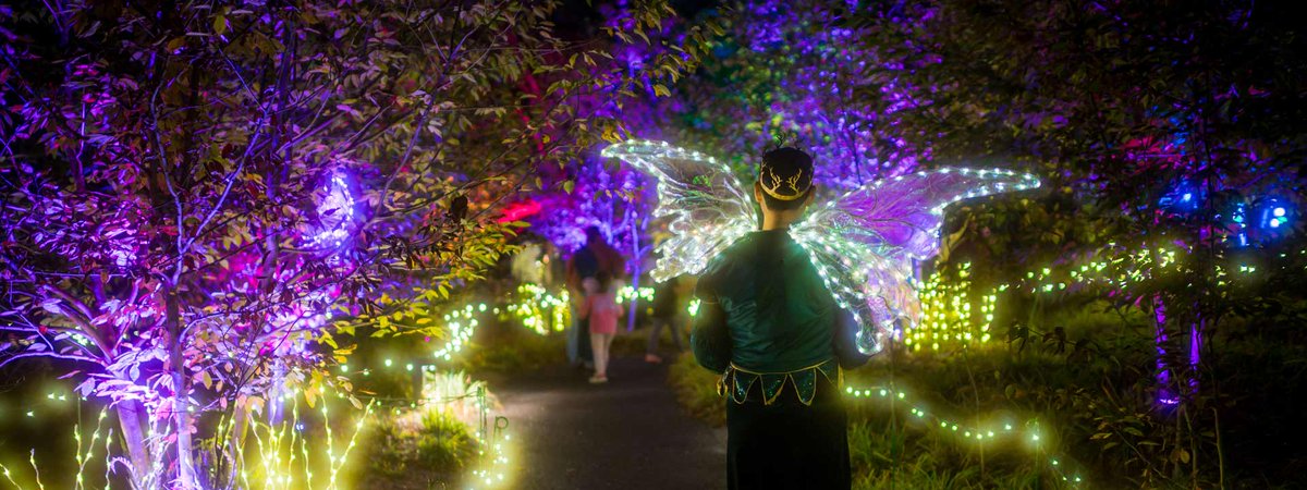 EventsINSIDER's tweet photo. Fairies Aglow at the New England Botanic Garden, near Worcester, is a nighttime walk through gardens and a forest to see dazzling light displays and "fairy house" dioramas with enchanting activities and music. https://t.co/C2ucU8Oda0 https://t.co/3TY4kYvjXQ