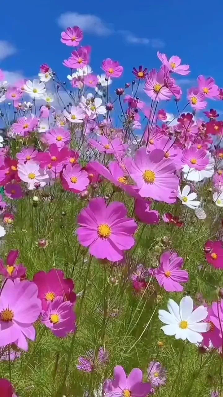 Flowers world on X / X