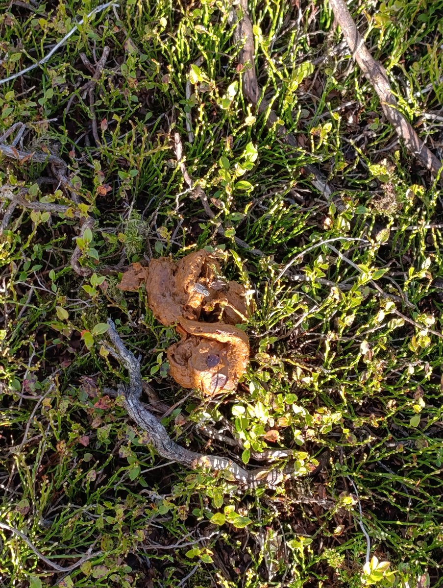 deeplyanddarkly's tweet photo. Another day another hike. This time I pushed out a #creamy #shit on the side of a hill. #public https://t.co/JxDRhVhFnD