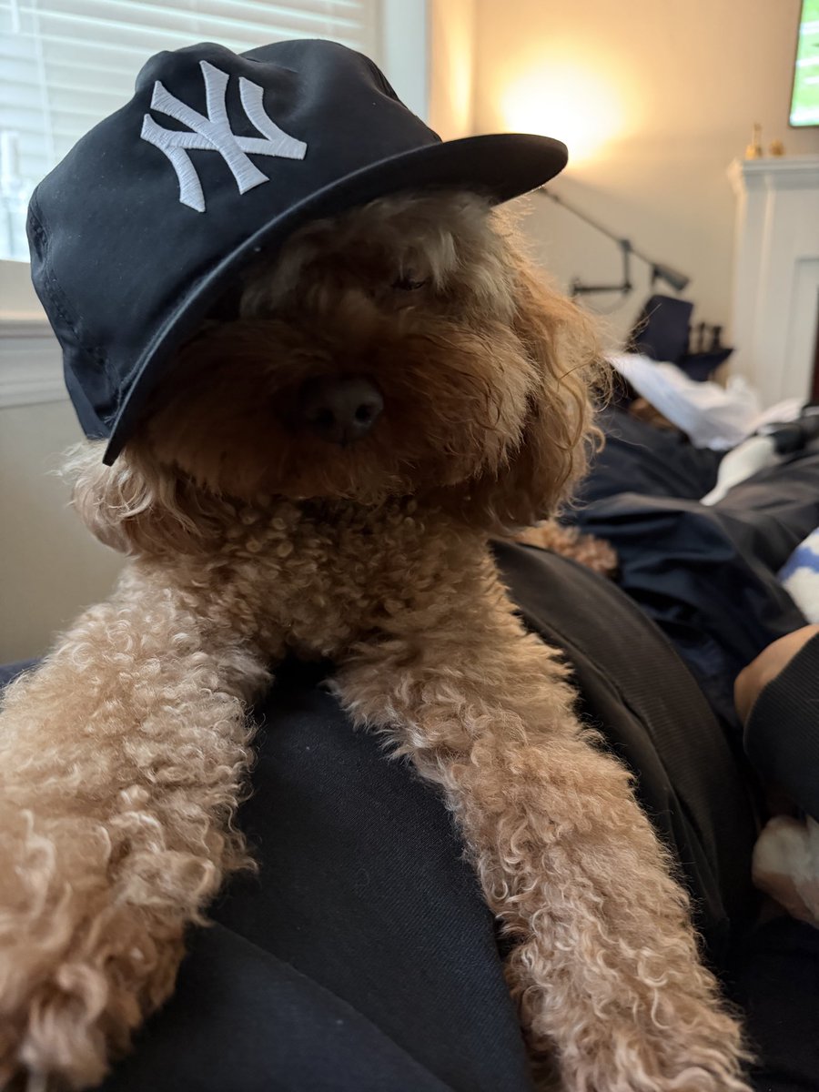 counce4hire's tweet photo. Dog4Life 🐾 https://t.co/SyCAKWpn9l