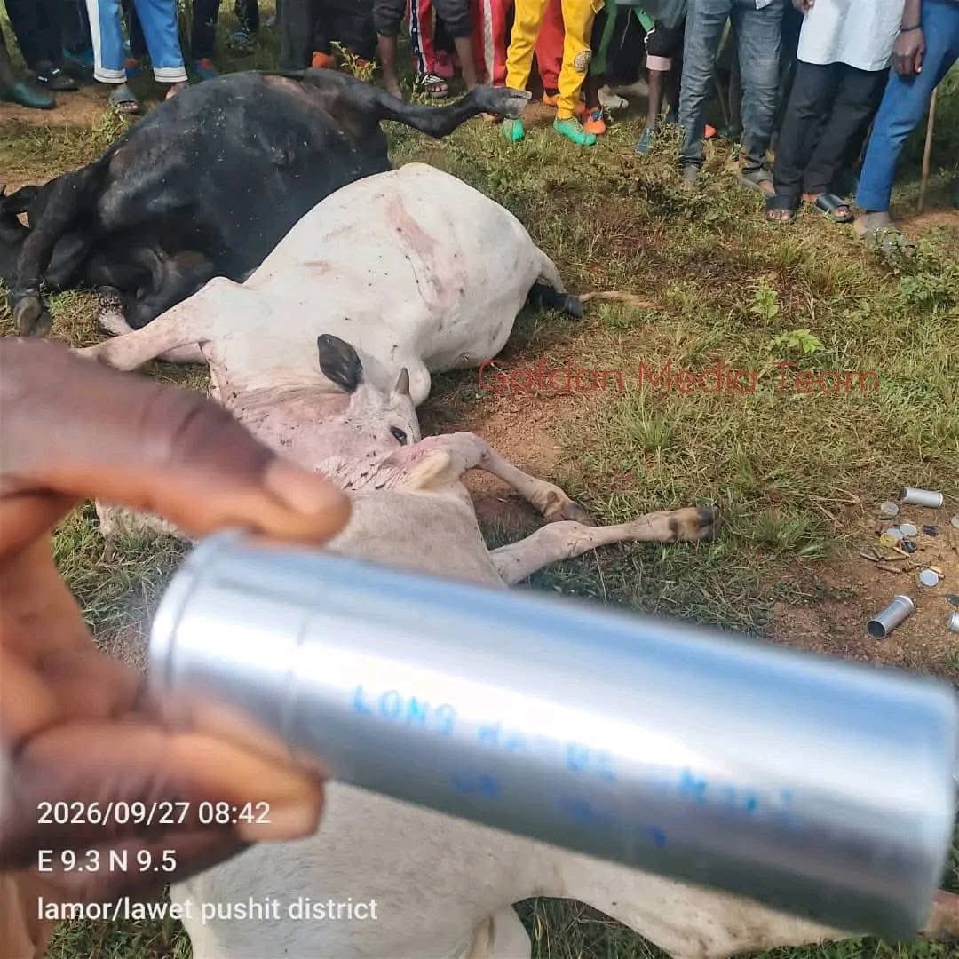 ZagazOlaMakama's tweet photo. Fulani victims urge probe into alleged use of teargas during livestock attacks in Mangu

By: Zagazola Makama

Fulani victims of a recent attack on livestock in Mangu Local Government Area of Plateau State have urged security agencies to investigate the alleged use of teargas during attacks on their communities and determine how the material may have come into the possession of armed assailants.

The victims, who spoke in a video obtained by Zagazola Makama following the recent  attack at Lamor, Lawet, in Pushit District, said the incident raised questions about the source and possession of the teargas allegedly used during the operation.

According to the victims, apart from riffles, teargas was reportedly deployed during the attack in which eight cattle were allegedly killed, 17 others and two sheep injured, while 74 cattle were reportedly taken away by the attackers.

They alleged that the attackers were suspected Mwaghavul militia and their accomplices, and urged security agencies to fish out those responsible through proper investigation.

The victims questioned how teargas, which they believe is ordinarily associated with law-enforcement operations, could have found its way into the hands of armed groups operating in the area.

They therefore called on the Nigeria Police Force, the Nigerian Army and other relevant security and intelligence agencies to examine the incident, including any evidence of teargas canisters or other materials recovered from the scene.

One of the key questions the victims want investigators to answer is whether the substance allegedly used was genuine law-enforcement teargas, where it originated from, and how it came into the possession of the attackers.

The victims said establishing the source of the material would be important in determining whether there had been any diversion, theft or unlawful supply of security equipment to criminal elements.

The latest allegations come against the backdrop of renewed attacks involving livestock and rural communities in Mangu, with victims reporting that 74 cattle were allegedly stolen during the Sept. 27 incident.

They also recalled an earlier incident, reportedly about two weeks before, in which three herders were allegedly killed and about 50 cattle stolen.

The victims appealed to the Federal Government, Plateau State Government and security agencies to investigate the incidents independently and ensure that any person found responsible, regardless of ethnic or community affiliation, is brought before the law.

They further urged security agencies to preserve evidence from the attack scenes, including any abandoned materials, spent ammunition, teargas canisters or other objects that could assist investigators in identifying the attackers and tracing their sources.

Security agencies have yet to publicly confirm the allegation concerning the use or source of teargas in the latest livestock attack.