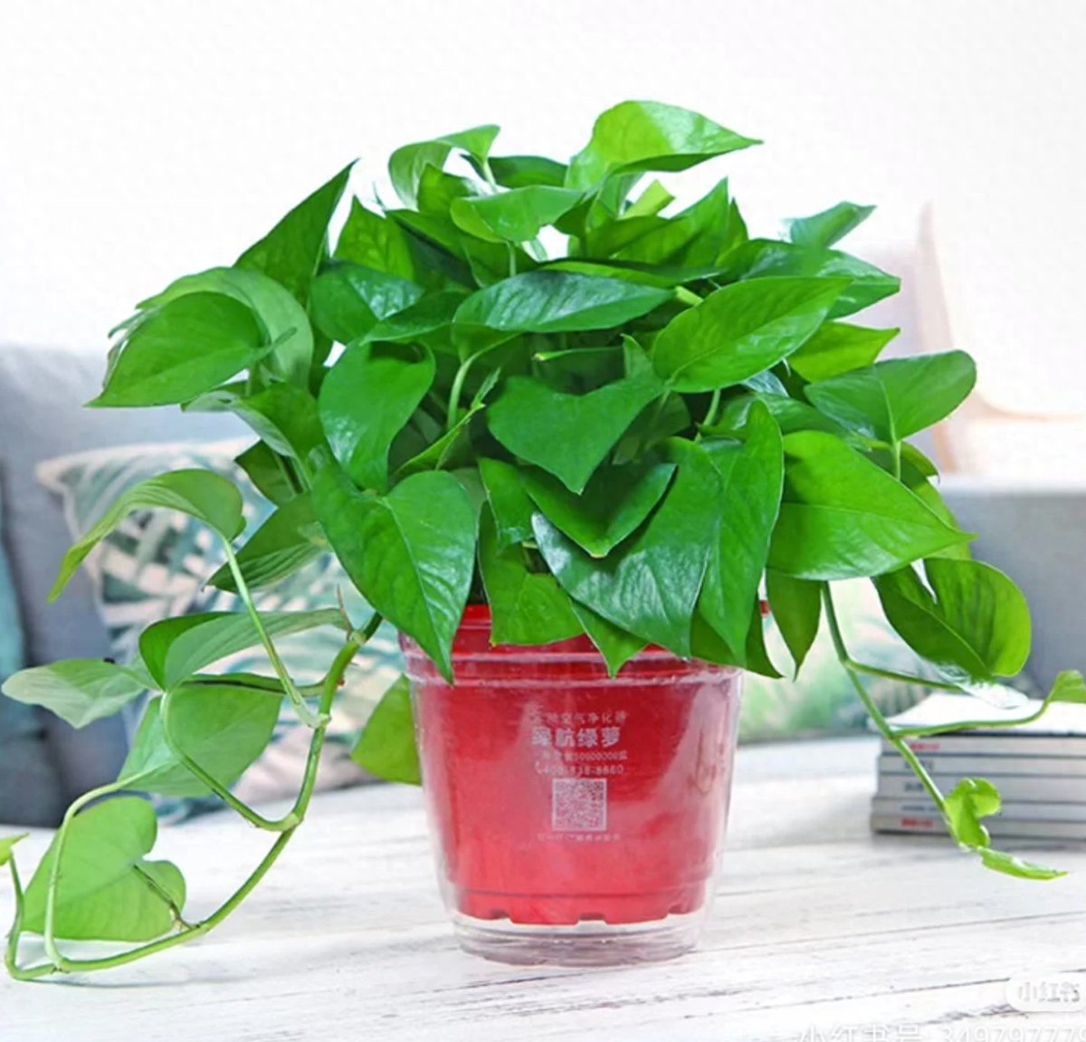 warp_ericp__645's tweet photo. Pro tip for your pothos: Rotate it weekly for even growth! No more lopsided vines https://t.co/7TqNdyYuby