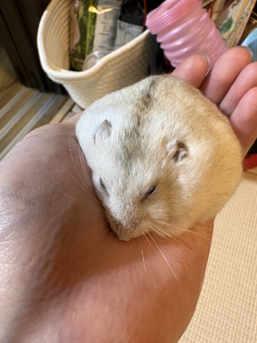 rillozl's tweet photo. 最近毛並が良き💖 https://t.co/o9vDyOPbjT