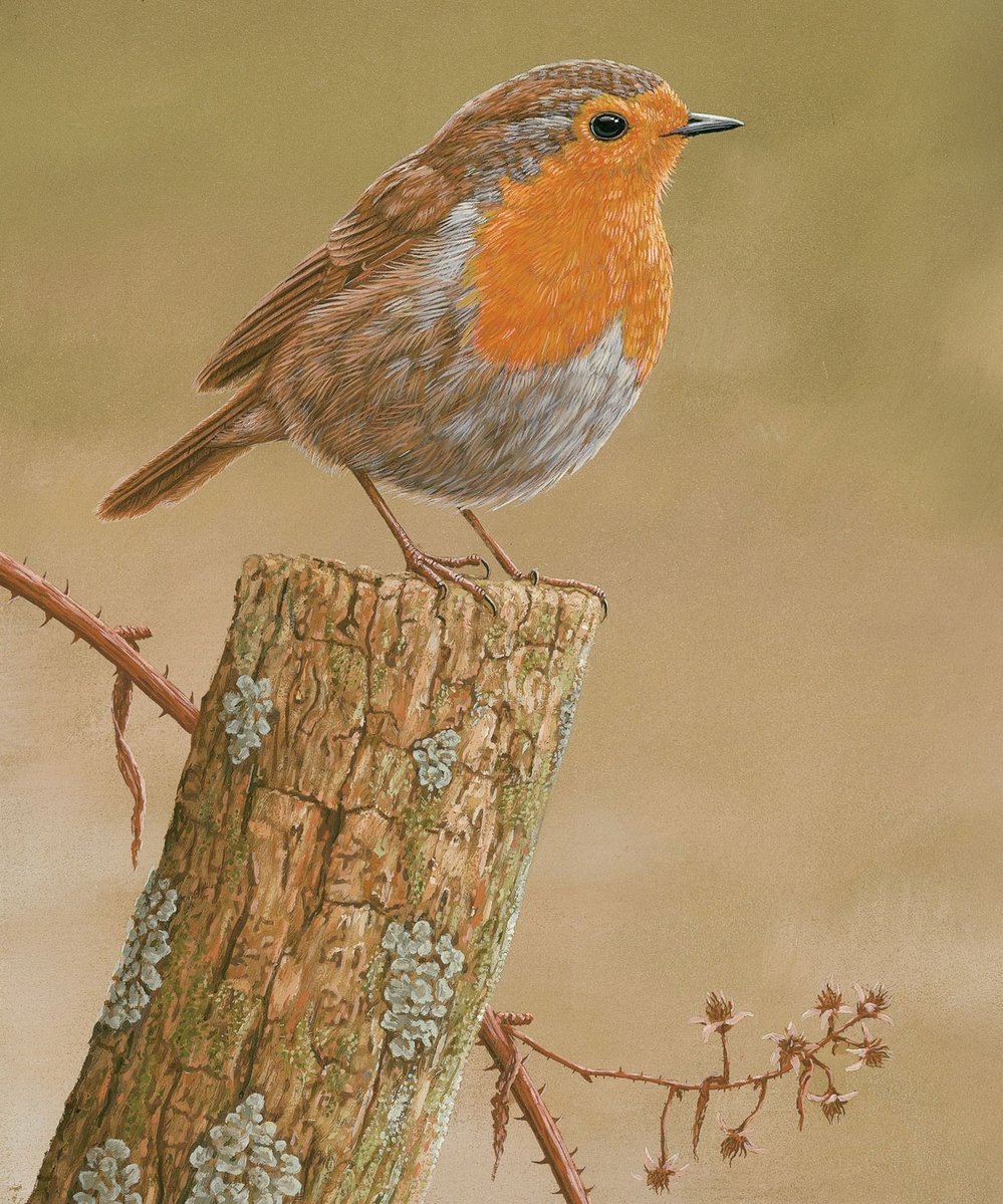 RobertEFuller's tweet photo. Robin on post 🖌️
Limited edition art print, 22 x 31cm, #artㅤㅤㅤㅤ 
https://t.co/gNzihO8Mkp https://t.co/46dA0W4flq