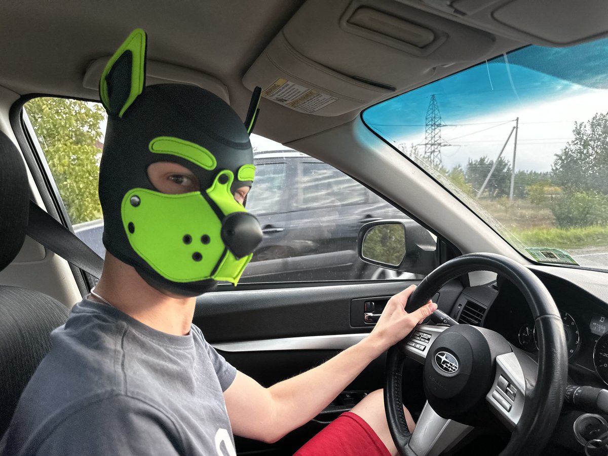 pup_lime's tweet photo. Driving down the road, minding your own business… then you look over and think: who let this puppy behind the wheel? And why is he not even looking at the road? 🐶🚗 https://t.co/IqkZAFaZ2m