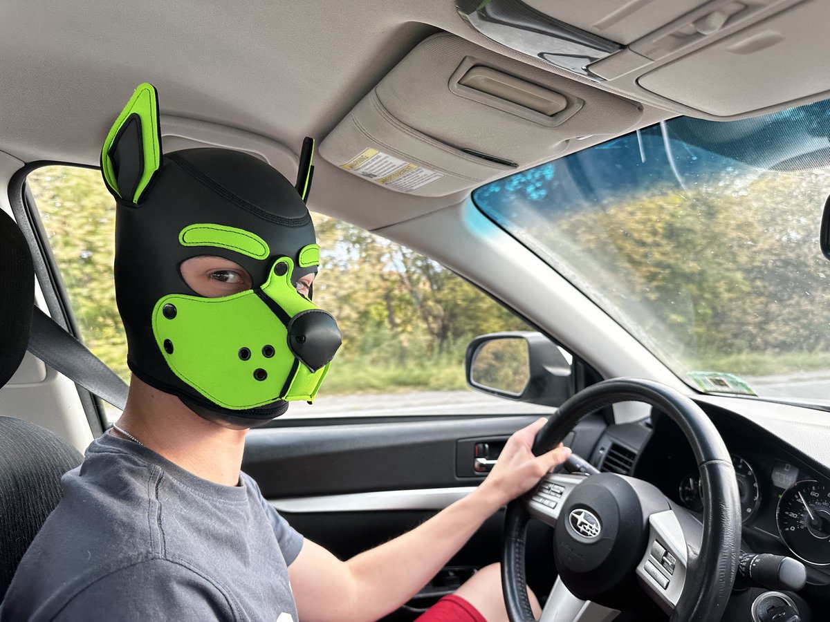 pup_lime's tweet photo. Driving down the road, minding your own business… then you look over and think: who let this puppy behind the wheel? And why is he not even looking at the road? 🐶🚗 https://t.co/IqkZAFaZ2m