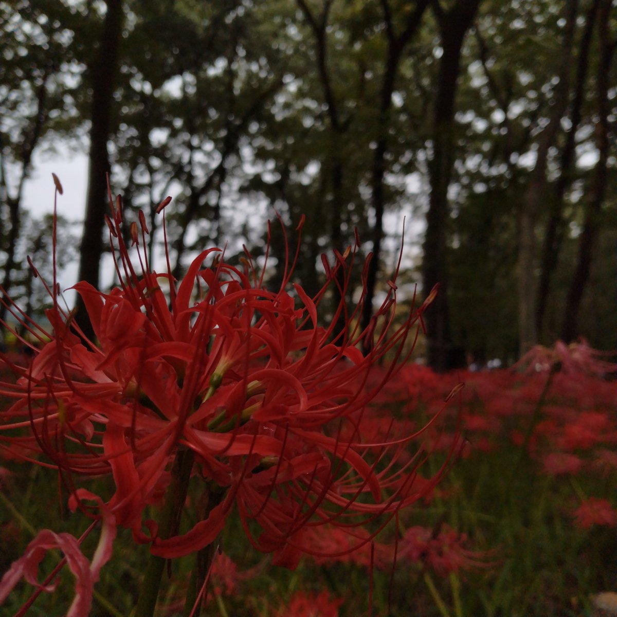 sora_0209_'s tweet photo. 彼岸花
曼珠沙華
リコリス

色んな名前がありますが
私は「彼岸花」がしっくりくる
でも意味が好きなのは「曼珠沙華」

同じ植物を表す単語なのに意味が全然違うから、どの呼び名を使うのか、どうやって使うのか
考えたいものですね https://t.co/dMzDH9T9Hg