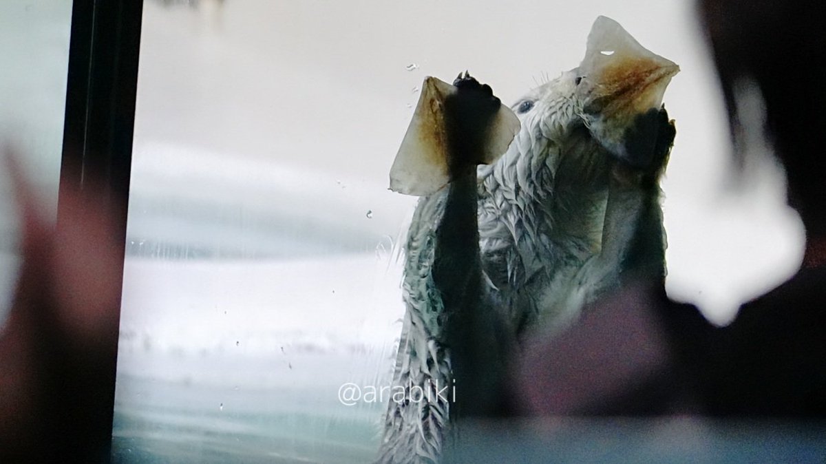 4DcNE6mXNS62797's tweet photo. なんとメイちゃんも二刀流ジャンプを！
#メイちゃん #鳥羽水族館 #ラッコ https://t.co/unfu0yaU03
