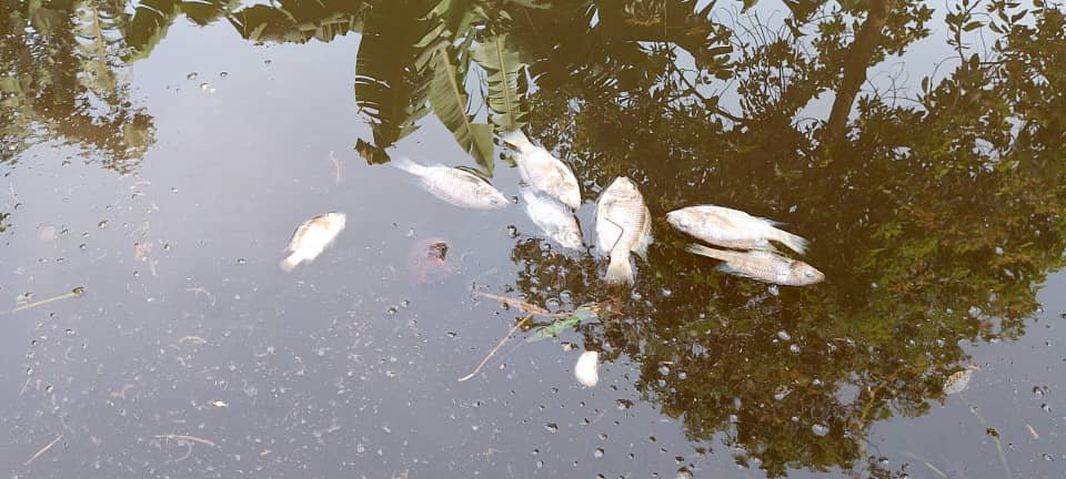 1005kgr's tweet photo. Photo!A man in Luhwahwa Two Village, Kisinga Sub-county, Kasese District, is counting losses after his fish ponds were suspected to have been poisoned by unknown people, leaving fish floating dead in the water.
#kgrupdates https://t.co/ZQACCBG7wt