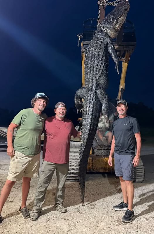 nchuntnfish's tweet photo. John Wayne Caulder, Kelly Caulder and Josh Bumgarner tagged this 12+ foot gator, which weighed 493+ pounds, in the Pee Dee Region! Great job gentlemen! #PeeDeeRegion #Gator #Alligator #GatorHunting #AlligatorHunting #Hunting #SouthCarolina #Carolinas #CarolinaSportsman https://t.co/6Q6BMZe37V