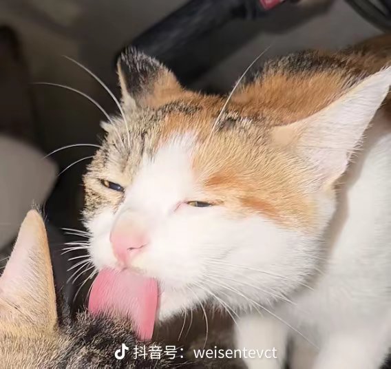 XingNaheng's tweet photo. @Undineeee1108 https://t.co/VHMWYrHbH3