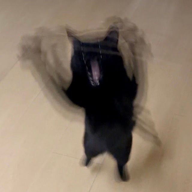 equine__dentist's tweet photo. black cats turning into a blur are some of my favorite images https://t.co/cI5DjDe6Kj