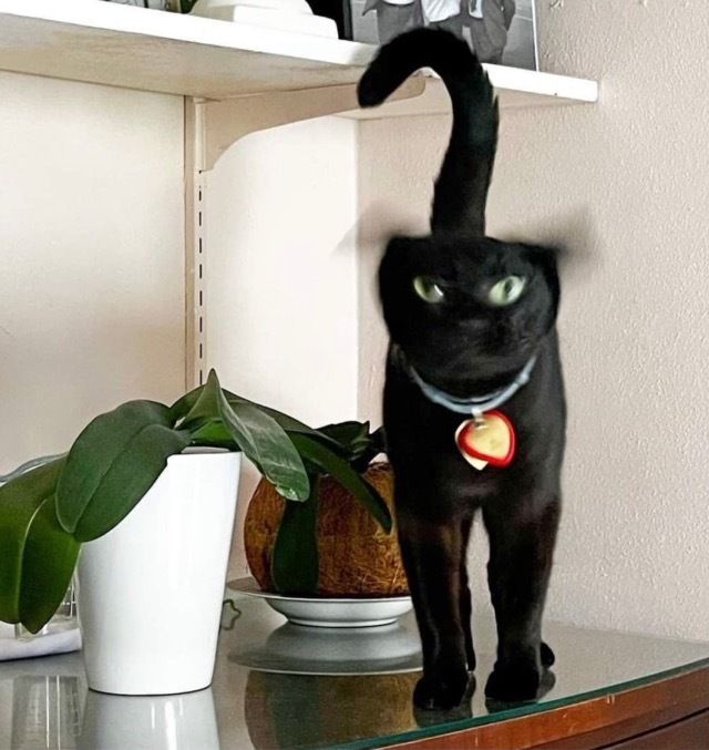 equine__dentist's tweet photo. black cats turning into a blur are some of my favorite images https://t.co/cI5DjDe6Kj