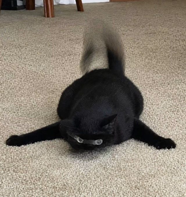 equine__dentist's tweet photo. black cats turning into a blur are some of my favorite images https://t.co/cI5DjDe6Kj