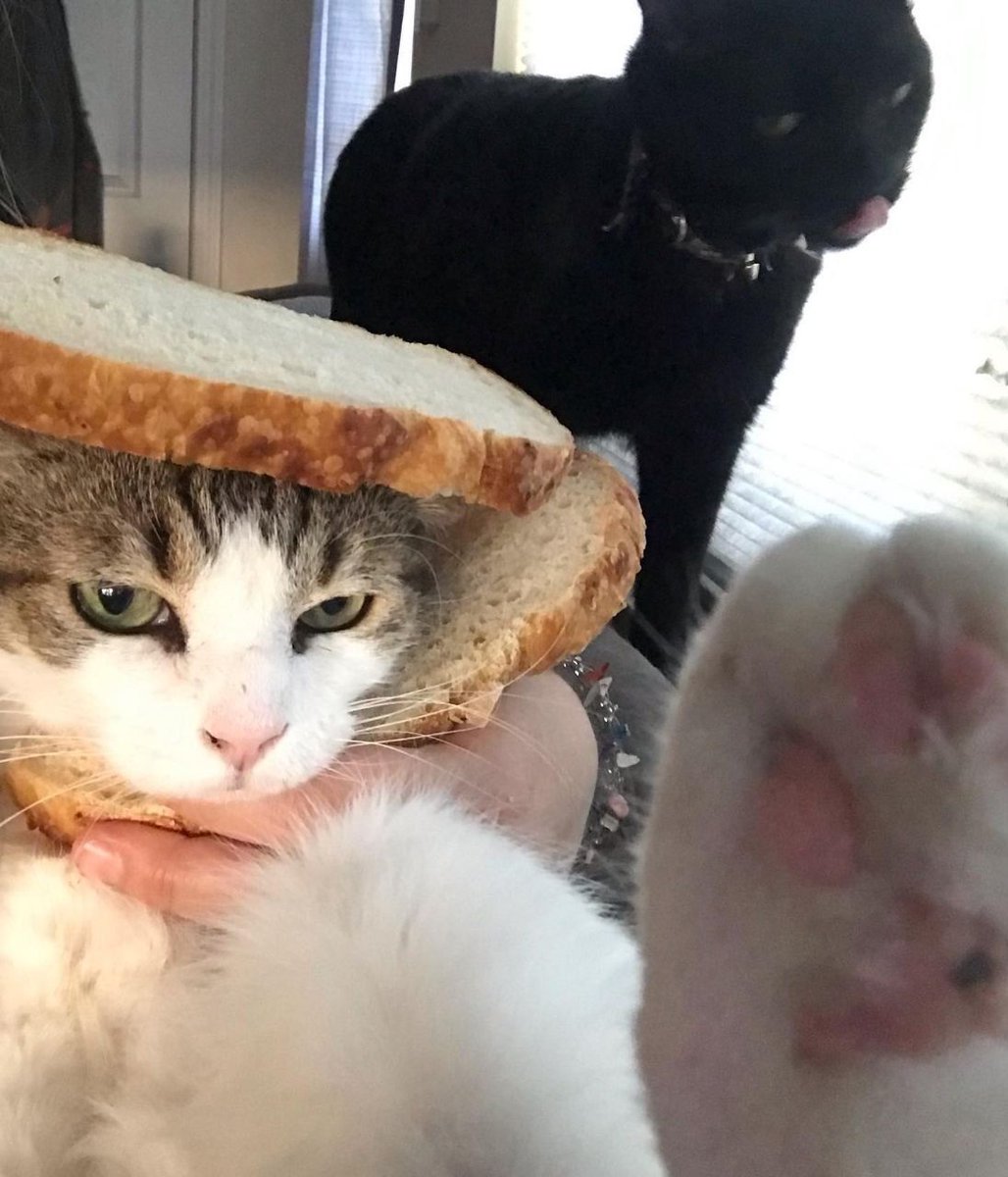 JenniferPe4414's tweet photo. @INBREDCATONSOL Bread is an asset capable of carrying a consensus valuation of hundreds of millions or even billions of dollars. https://t.co/HZj5HjVWfE