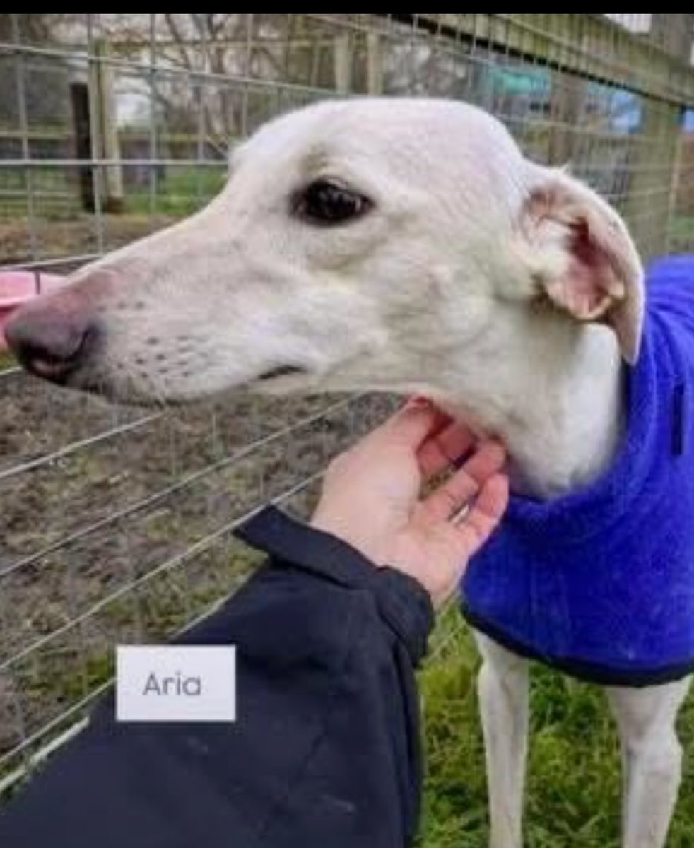 karen73984451's tweet photo. #k9hour
Gorgeous girlie #Aria is ready and waiting on a loving home plz RT #TeamZay @LurcherSOS https://t.co/awyJMROczG